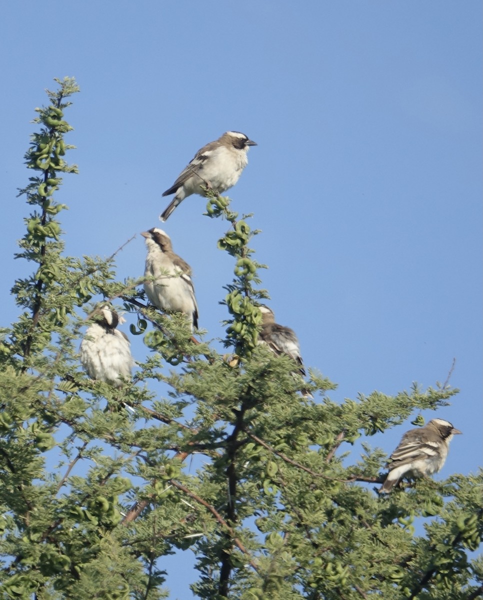 Weißbrauenweber - ML644025508