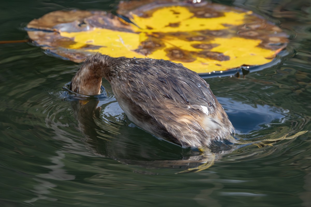 小鸊鷉 - ML644025513