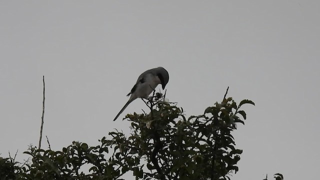 Loggerhead Shrike - ML644025516