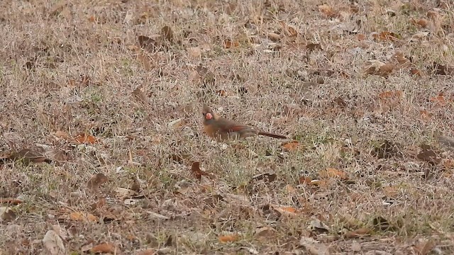 Northern Cardinal - ML644025526