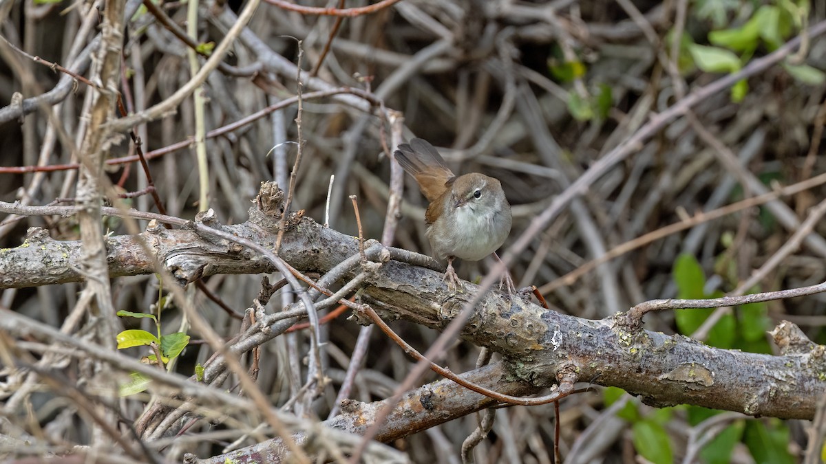 Errekatxindorra - ML644025546