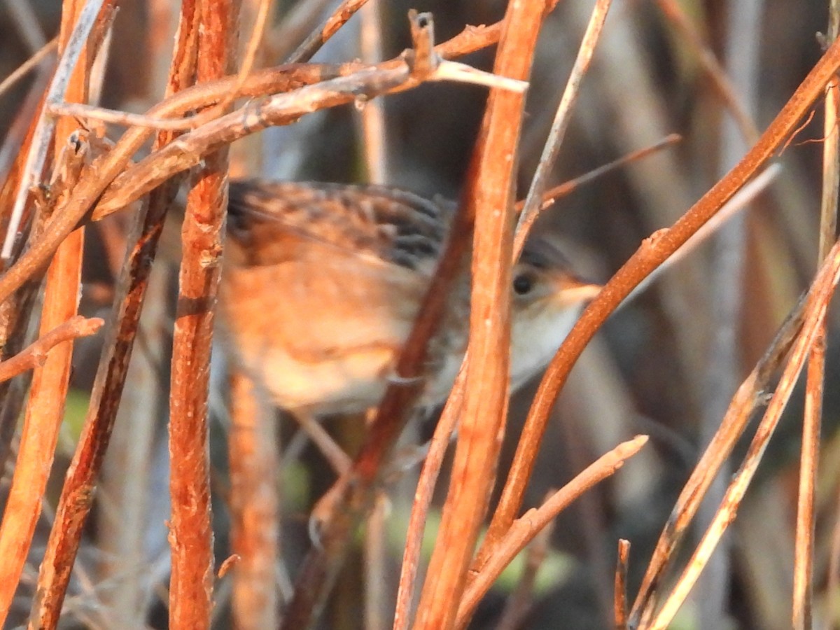 Sedge Wren - ML644025547
