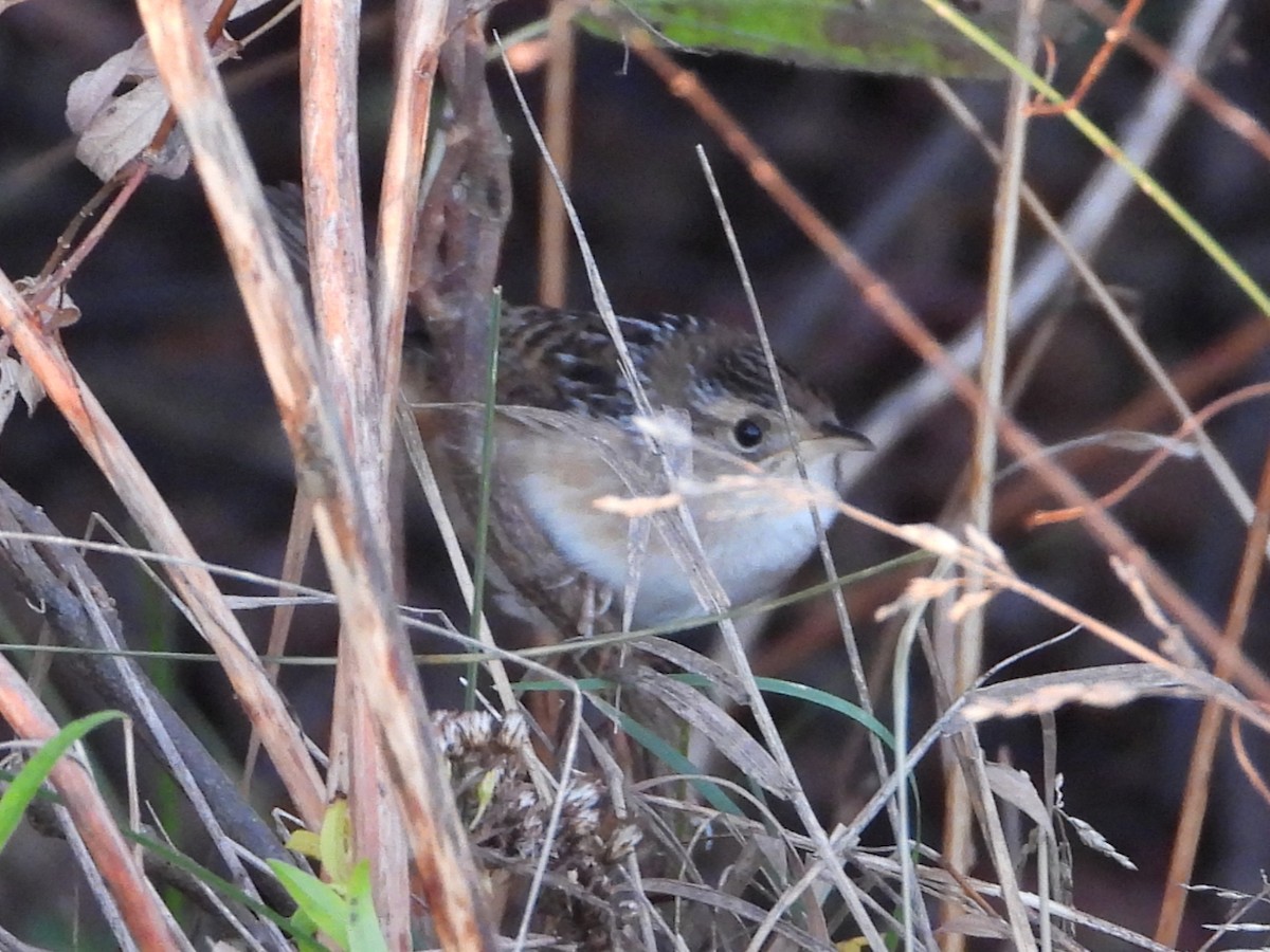 Sedge Wren - ML644025548