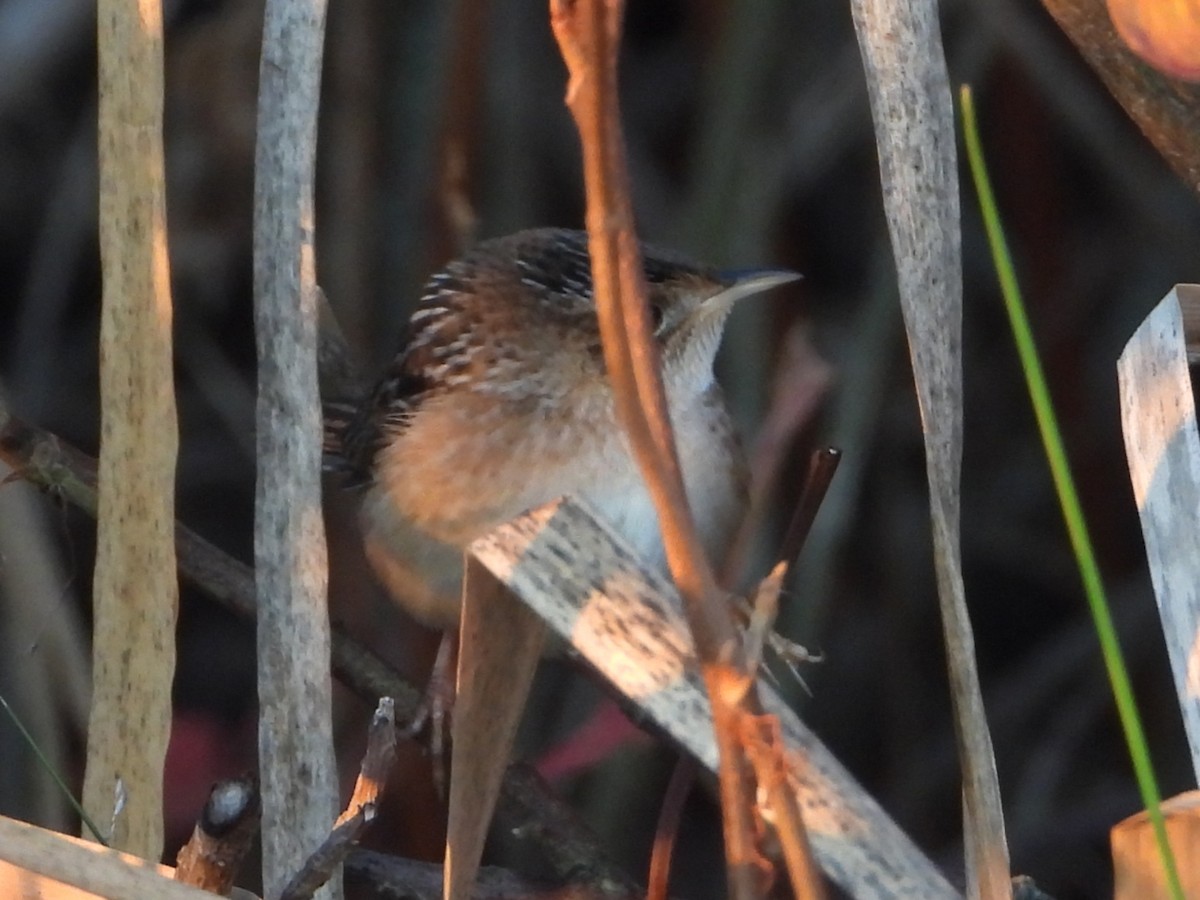Sedge Wren - ML644025549