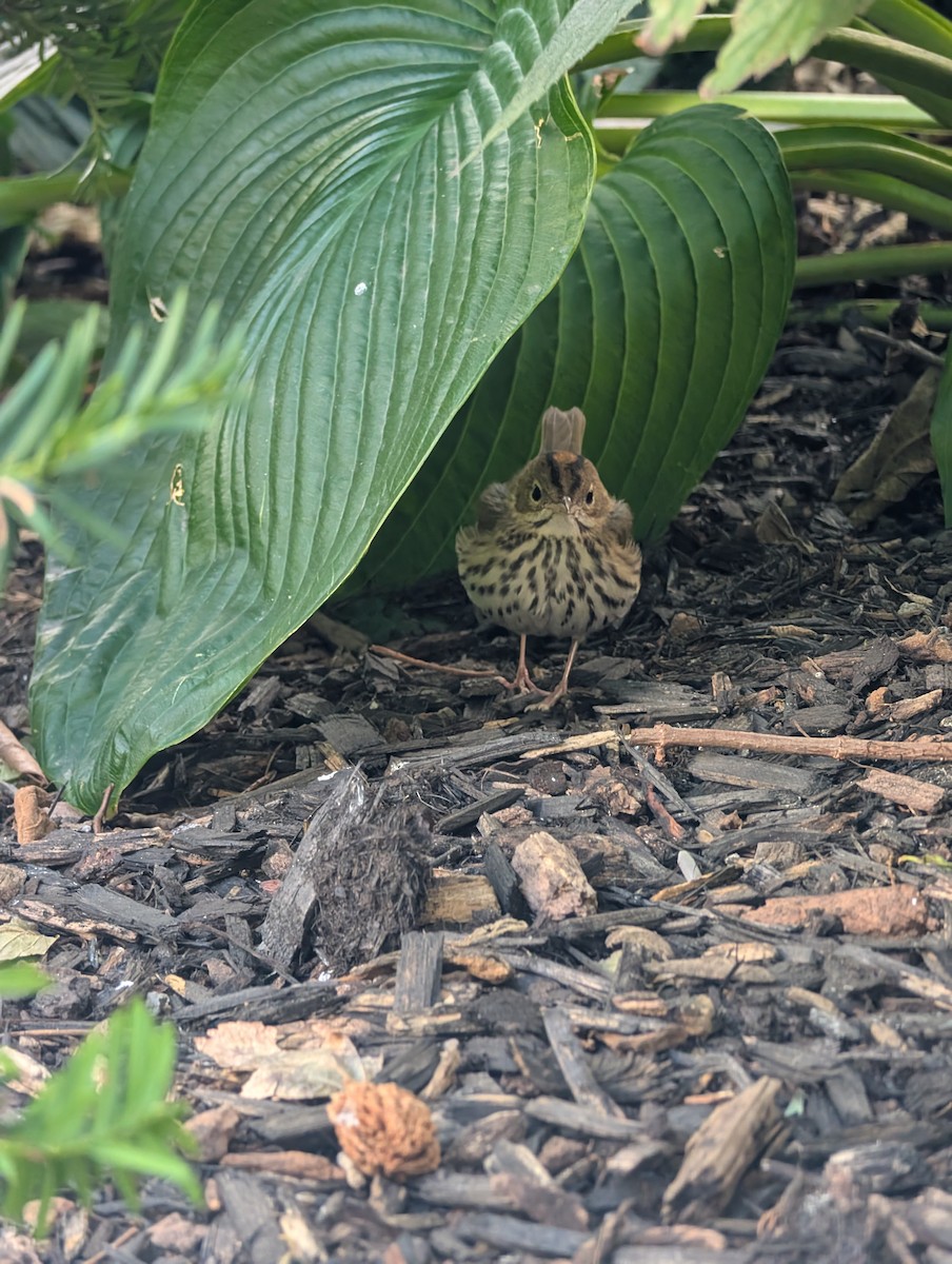 Ovenbird - ML644025565