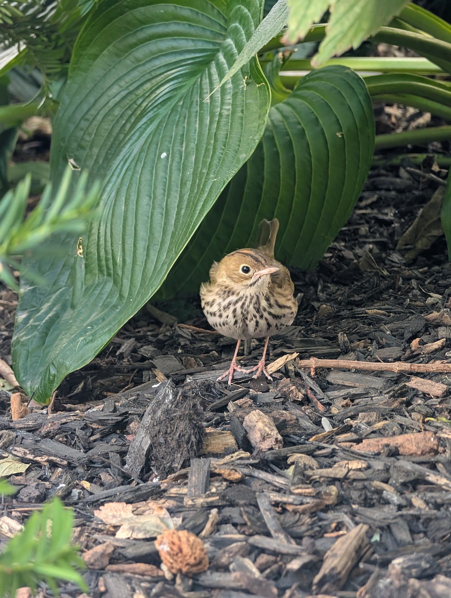 Ovenbird - ML644025567