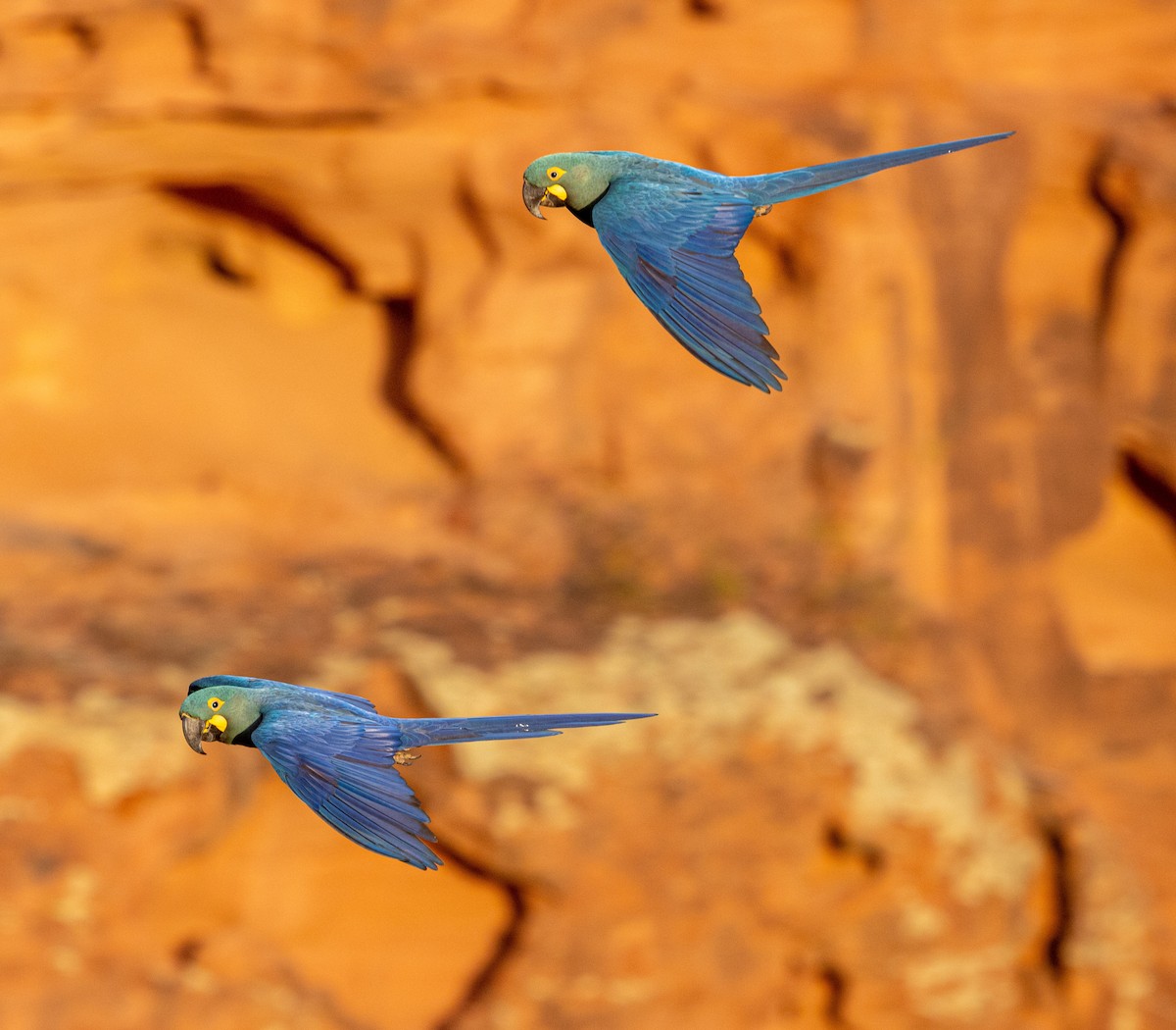 Indigo Macaw - ML644025568