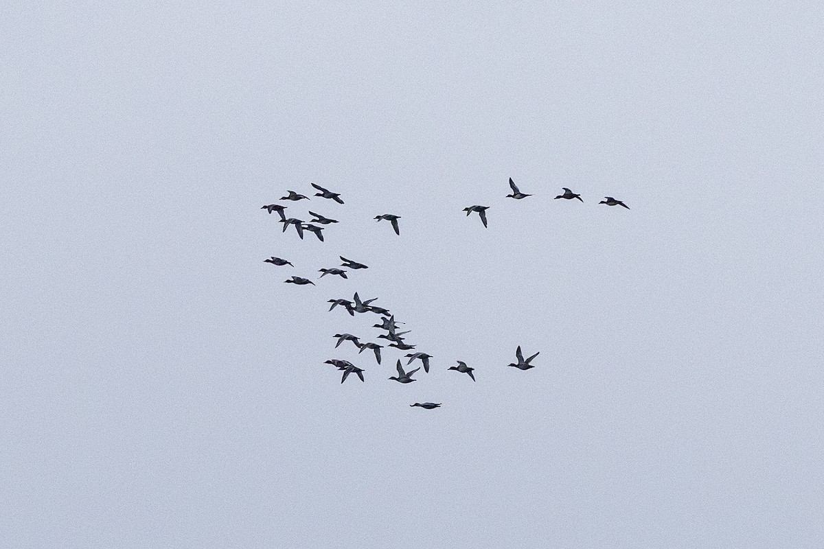 Common Pochard - ML644025600