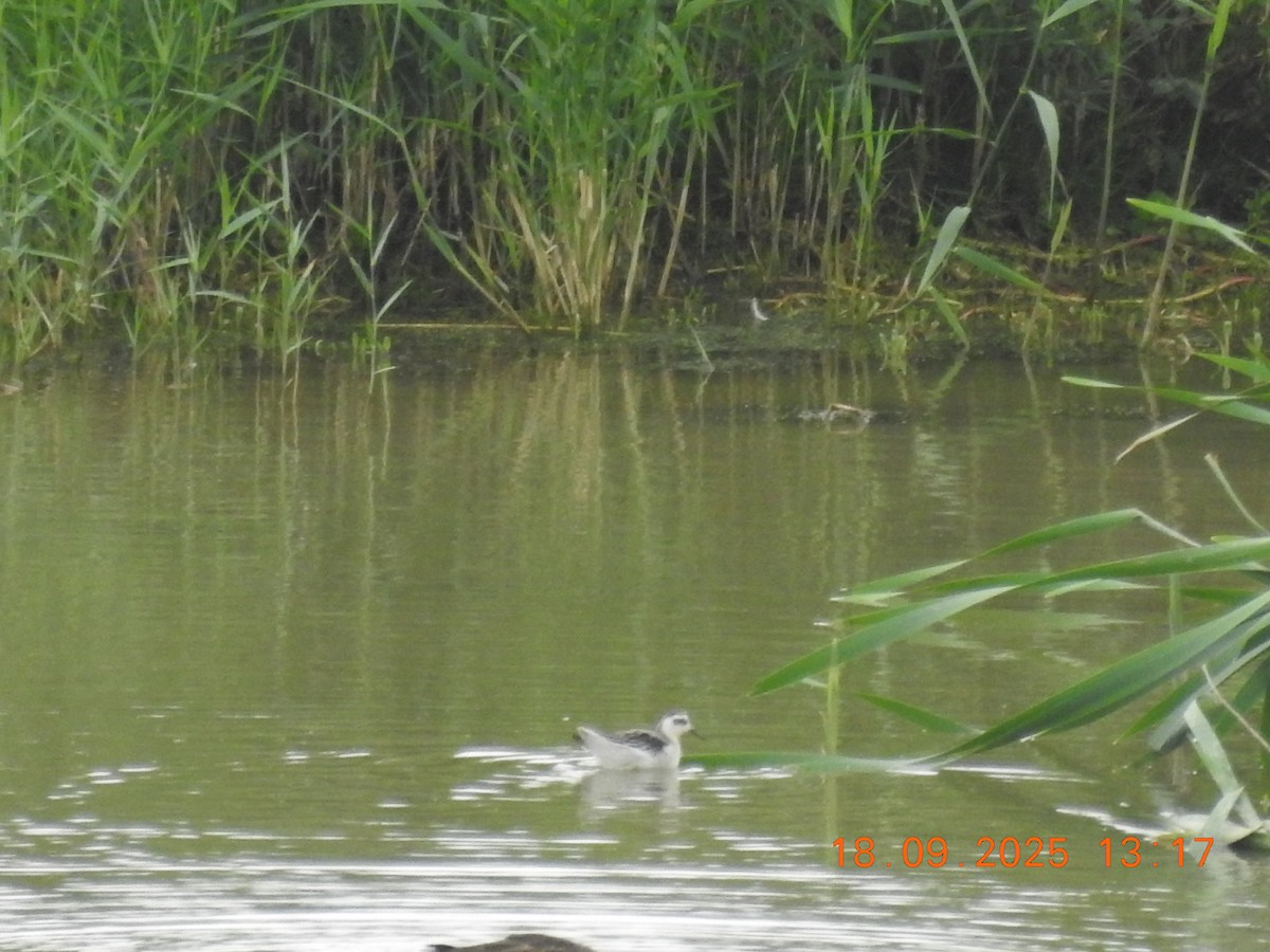 Red Phalarope - ML644025605