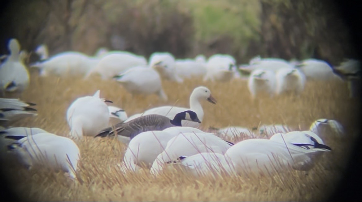 Anser sp. - ML644025625