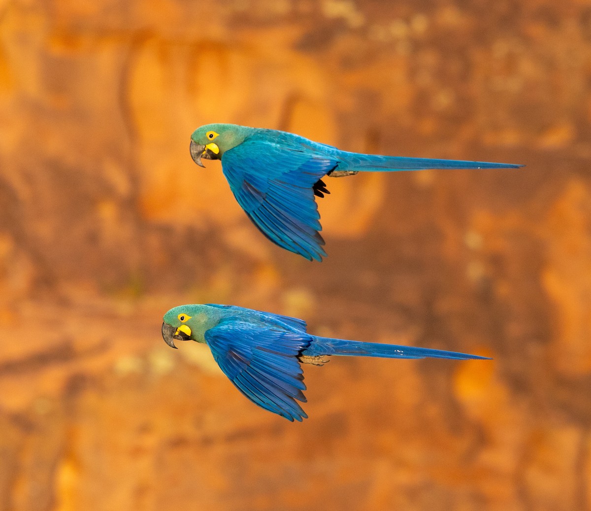 Indigo Macaw - ML644025661