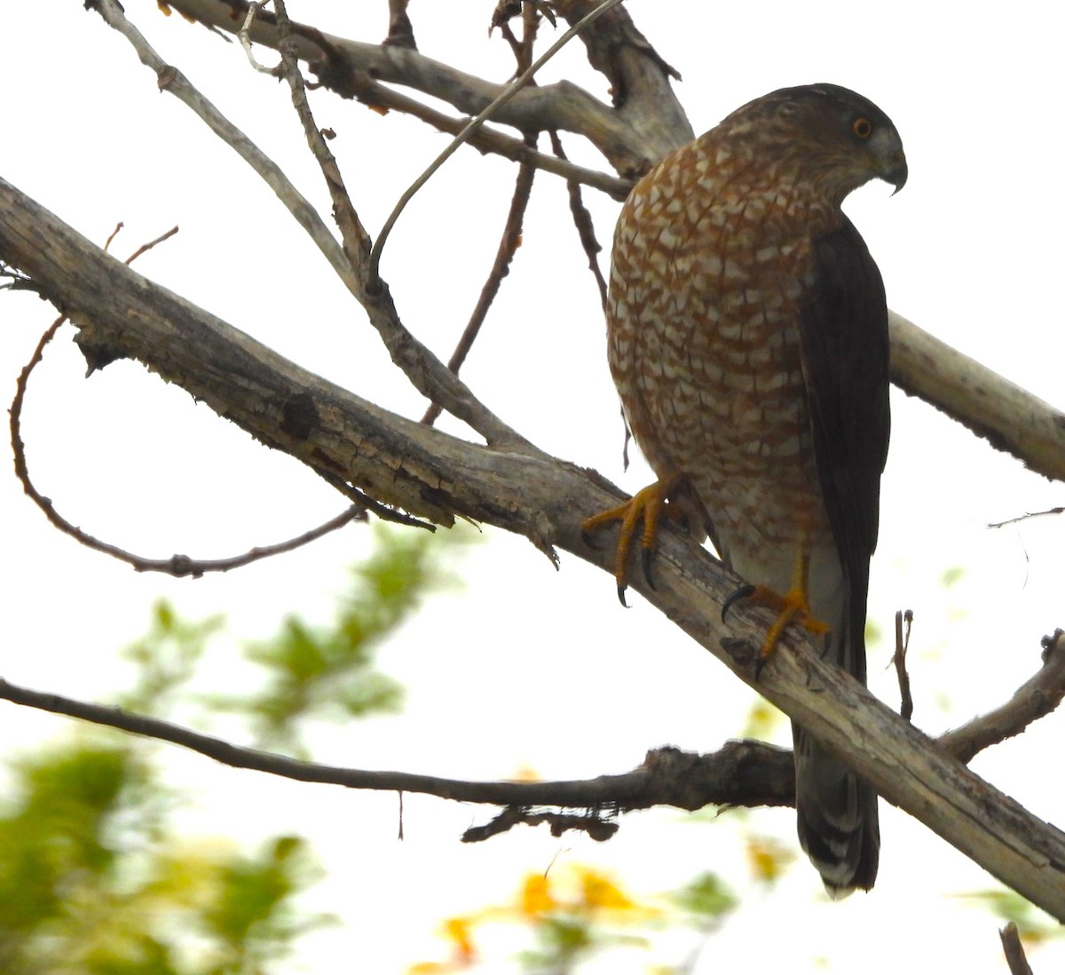Cooper's Hawk - ML644025667