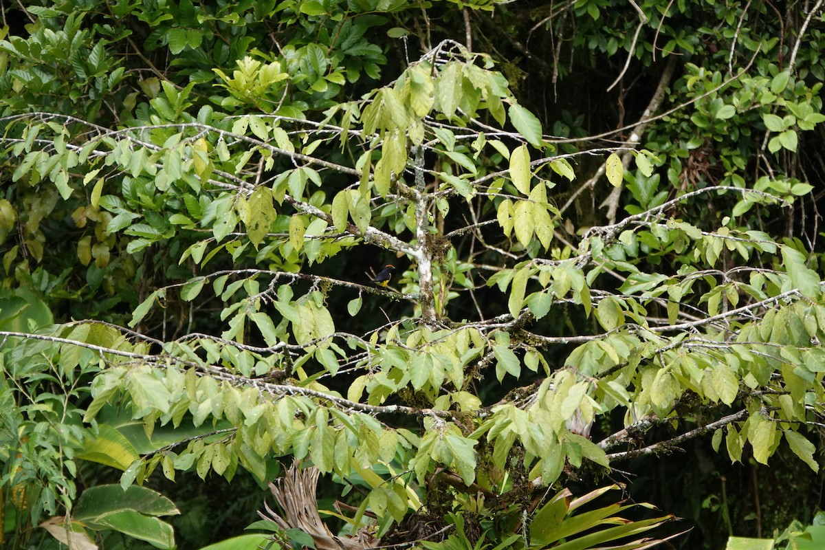 Tawny-capped Euphonia - ML644025671