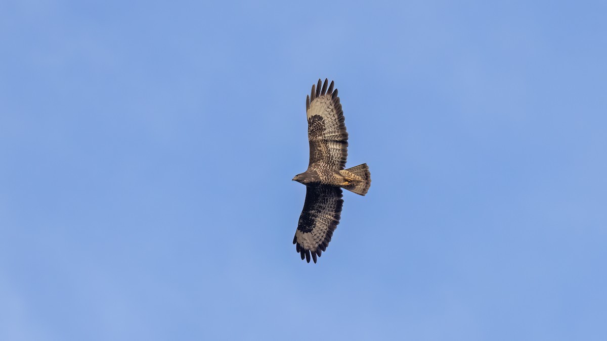 Common Buzzard - ML644025697