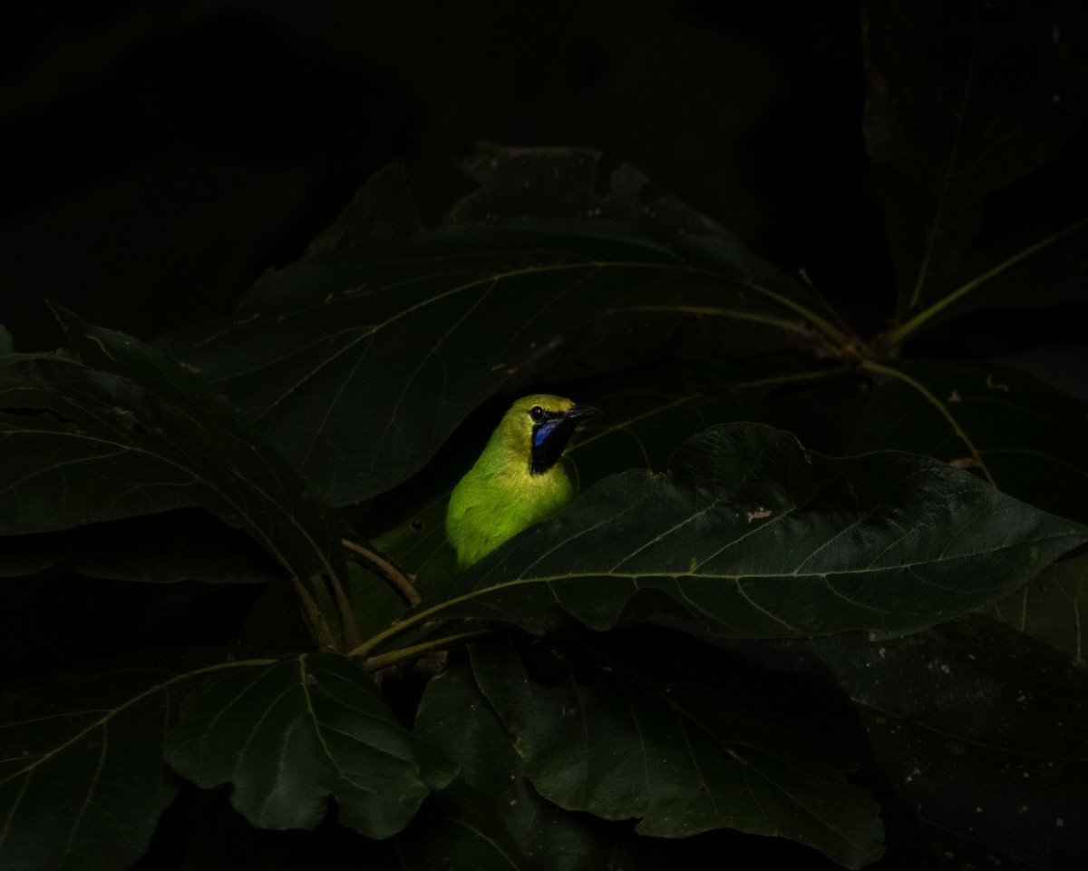 Jerdon's Leafbird - ML644025702