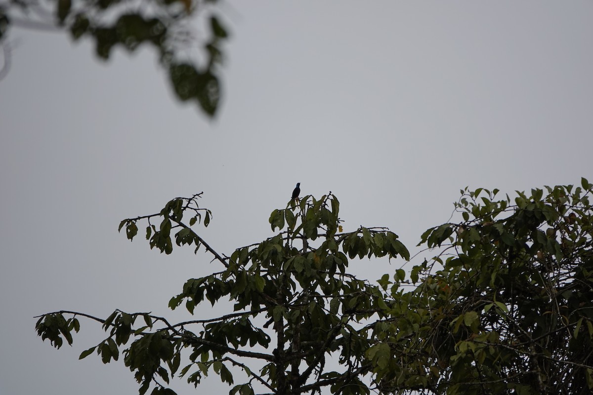 Scarlet-thighed Dacnis - ML644025718