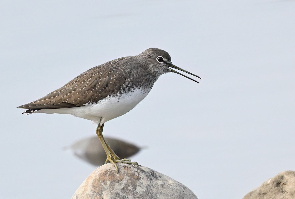 Green Sandpiper - ML644025724