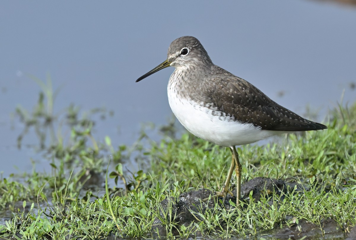 Green Sandpiper - ML644025730