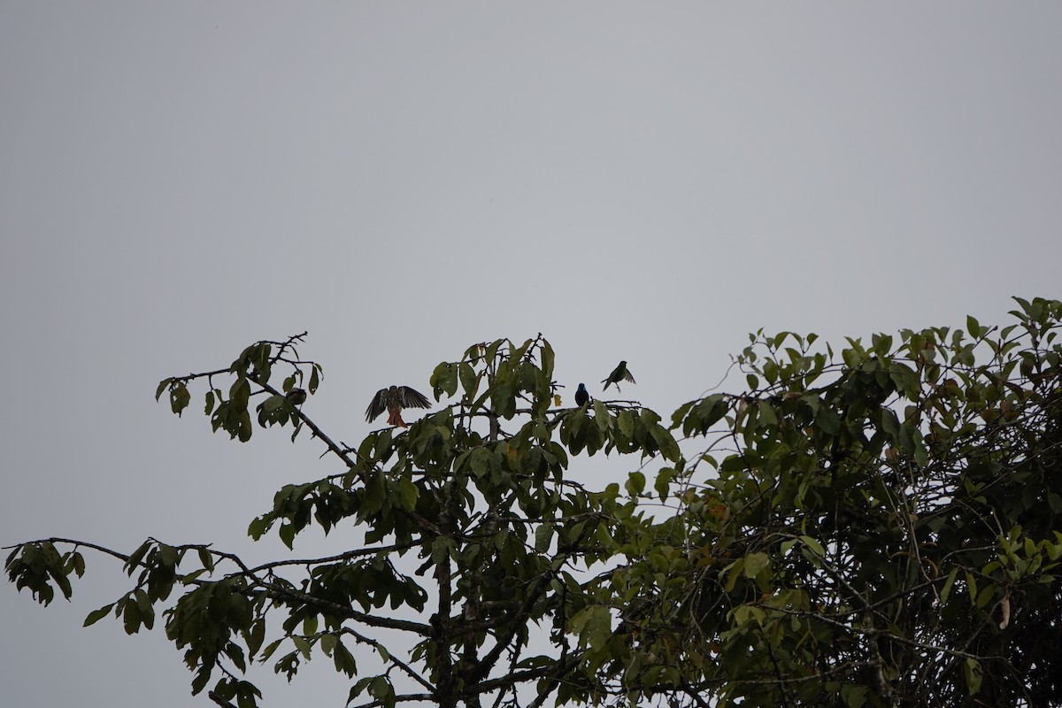 Scarlet-thighed Dacnis - ML644025731