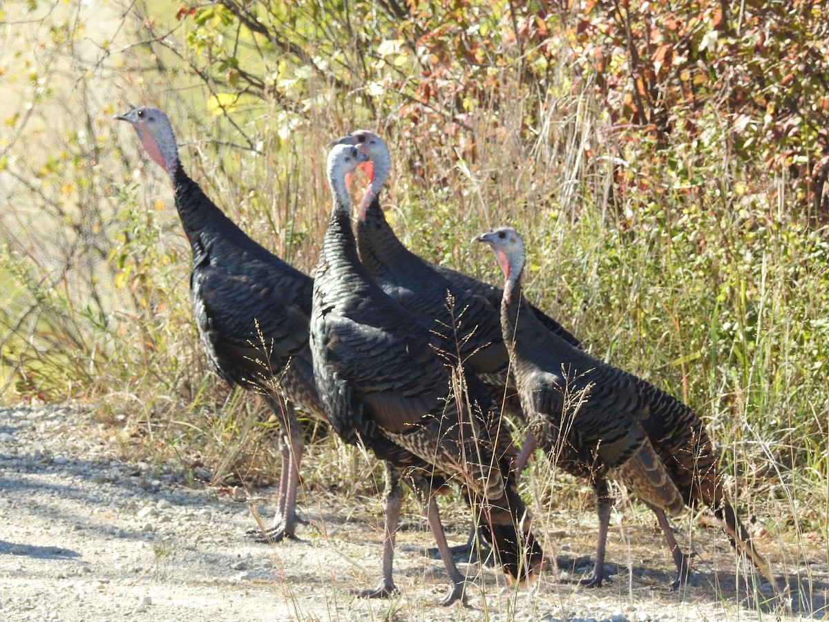 Wild Turkey - ML644025737