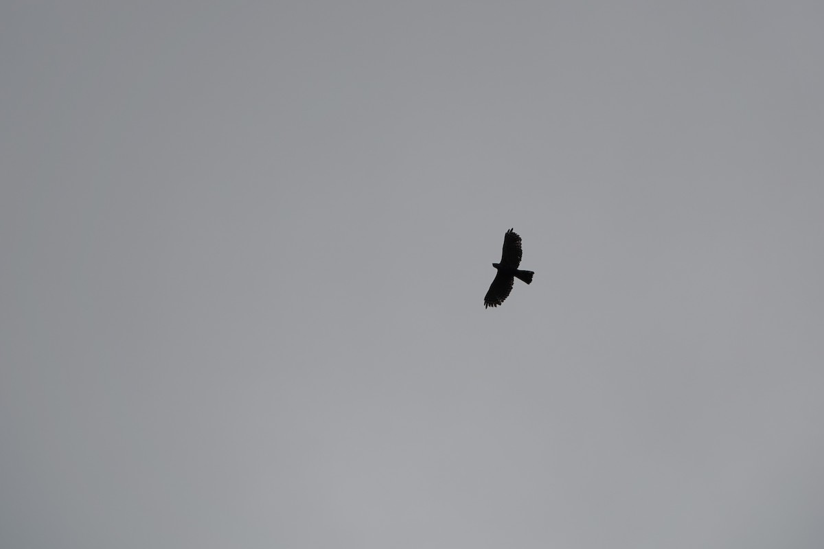 Ornate Hawk-Eagle - ML644025739