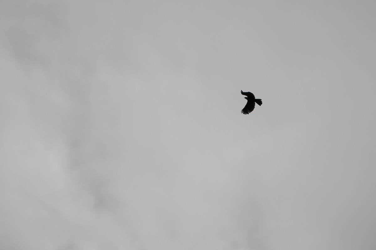 Ornate Hawk-Eagle - ML644025740