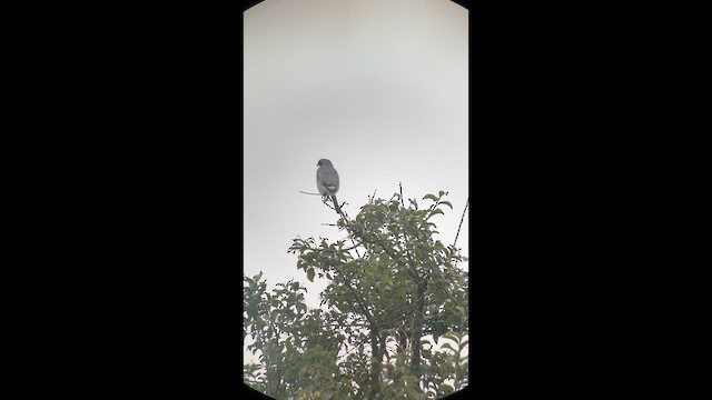 Loggerhead Shrike - ML644025751