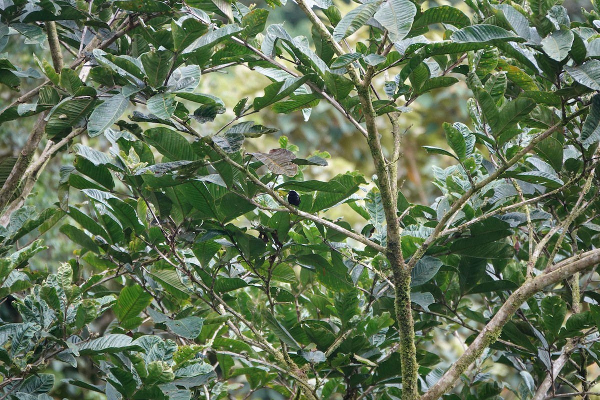 Meksika Çivit Kocabaşı - ML644025765