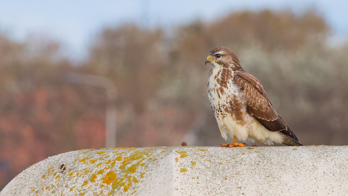 Common Buzzard - ML644025773