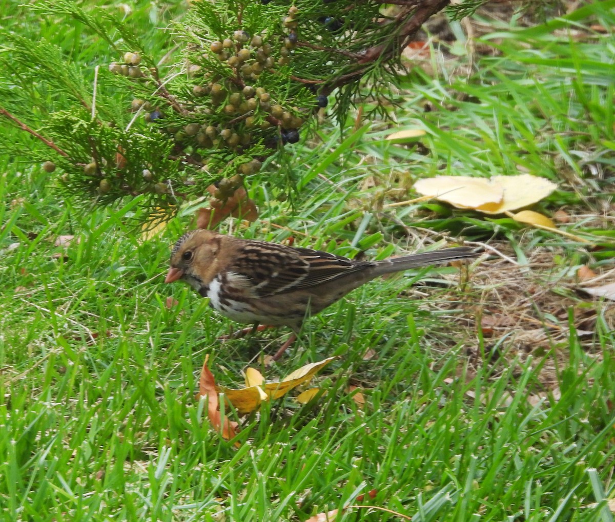 Harris's Sparrow - ML644025778