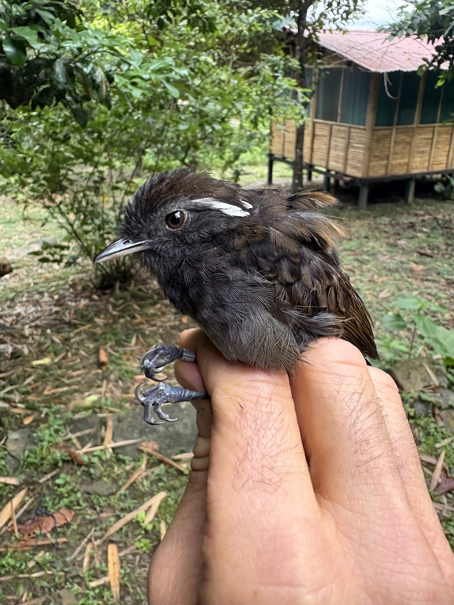 Slaty Gnateater - ML644025779