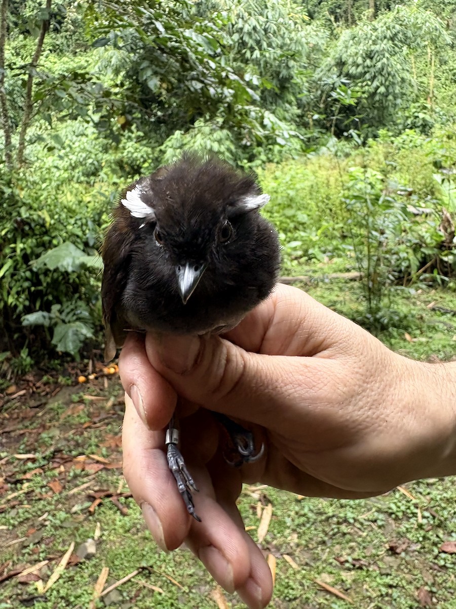 Slaty Gnateater - ML644025780