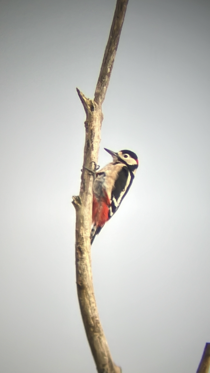 Great Spotted Woodpecker - ML644025811