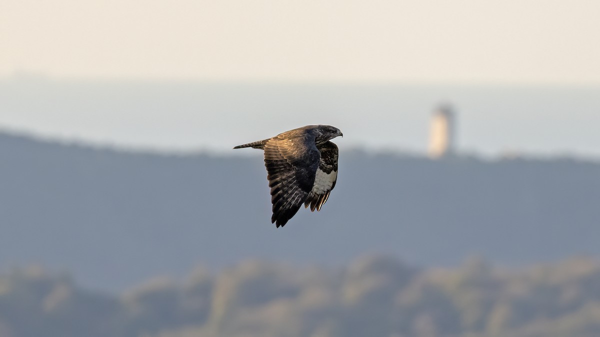 Common Buzzard - ML644025840