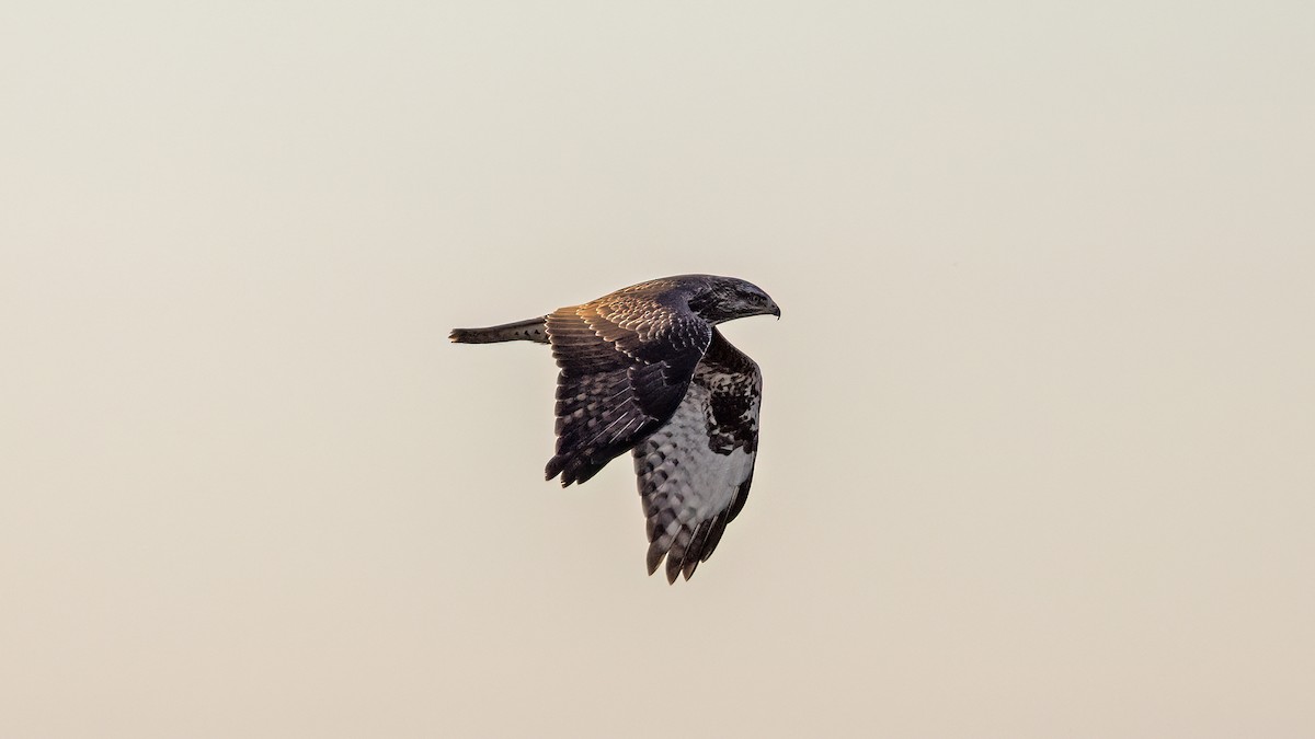 Common Buzzard - ML644025841