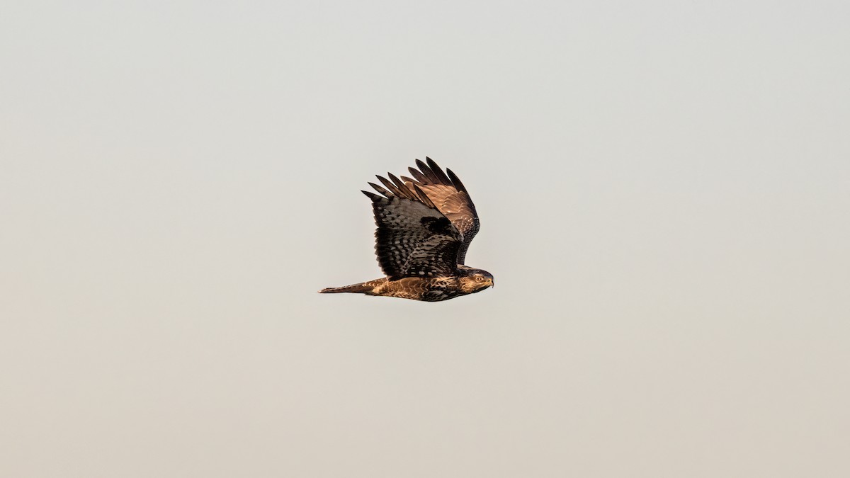 Common Buzzard - ML644025843