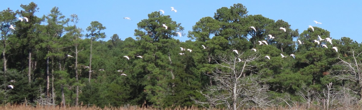 White Ibis - ML644025862