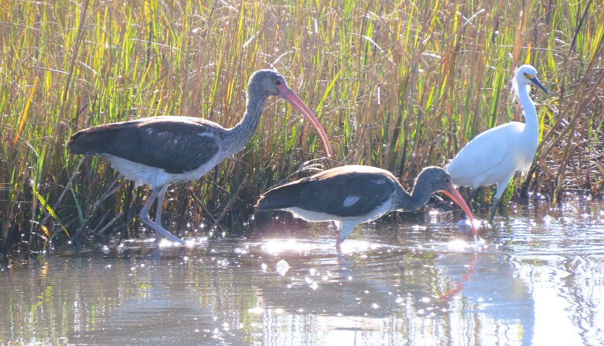 White Ibis - ML644025866