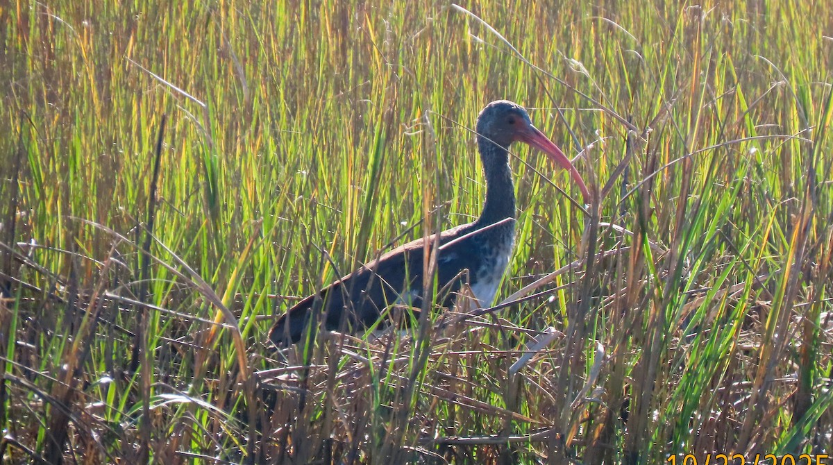 White Ibis - ML644025871