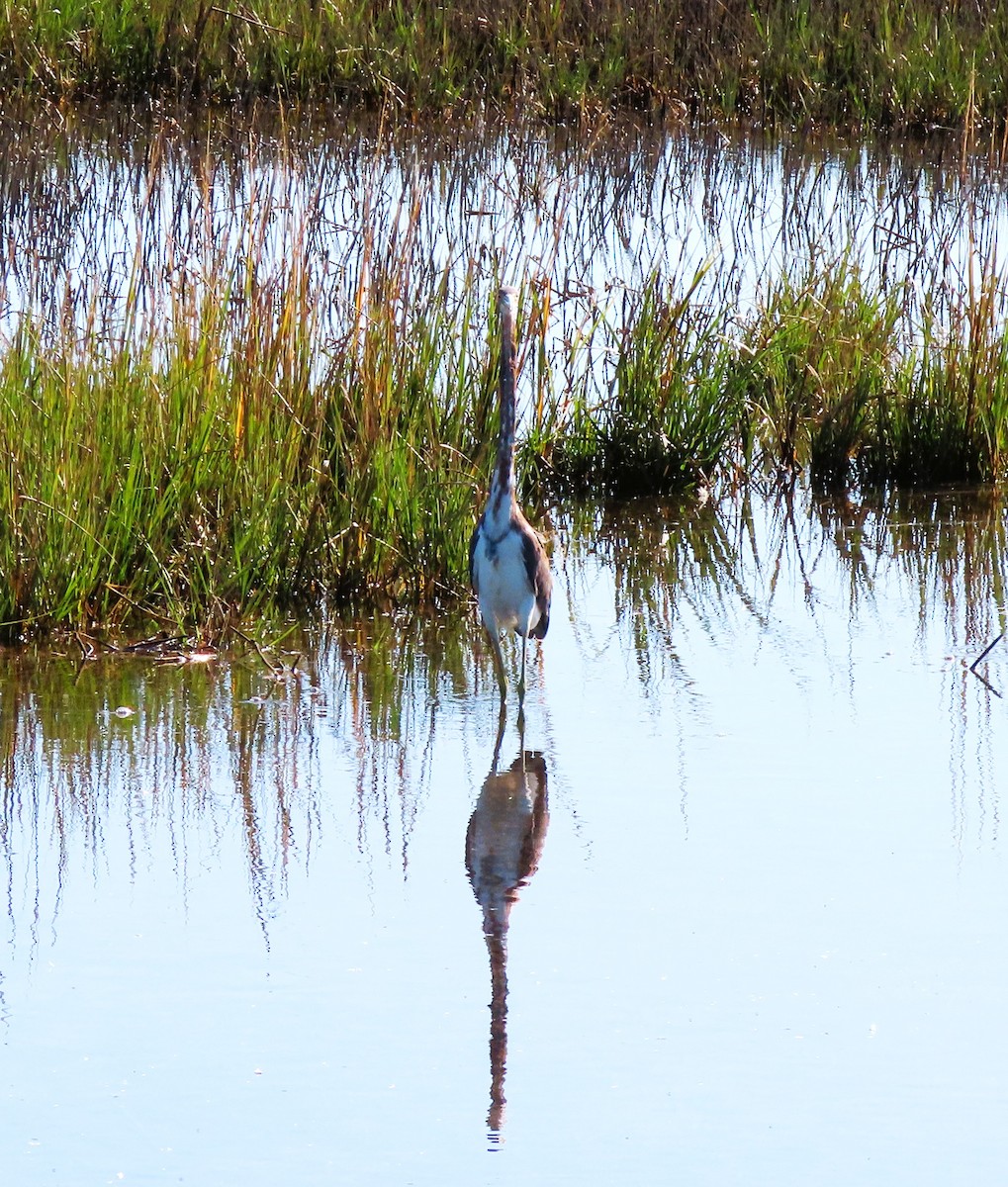 Tricolored Heron - ML644025877