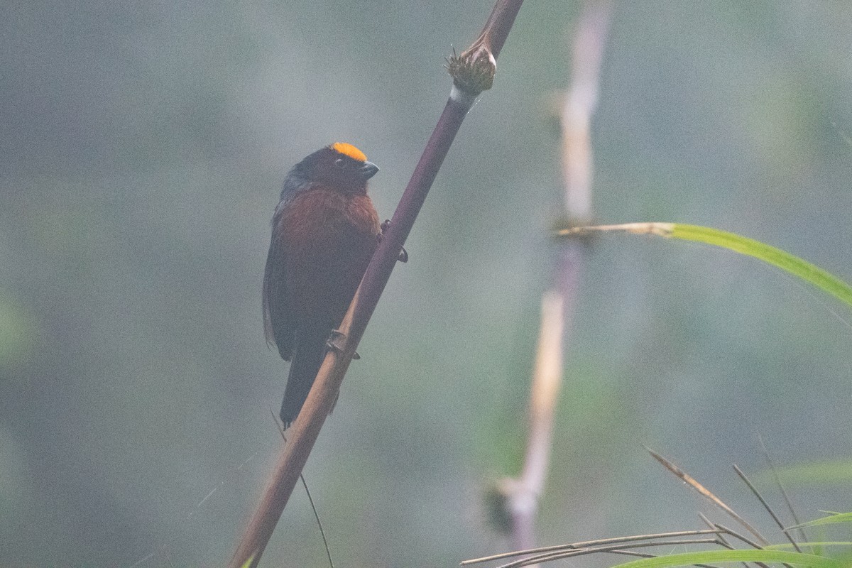 Plushcap - ML644025887