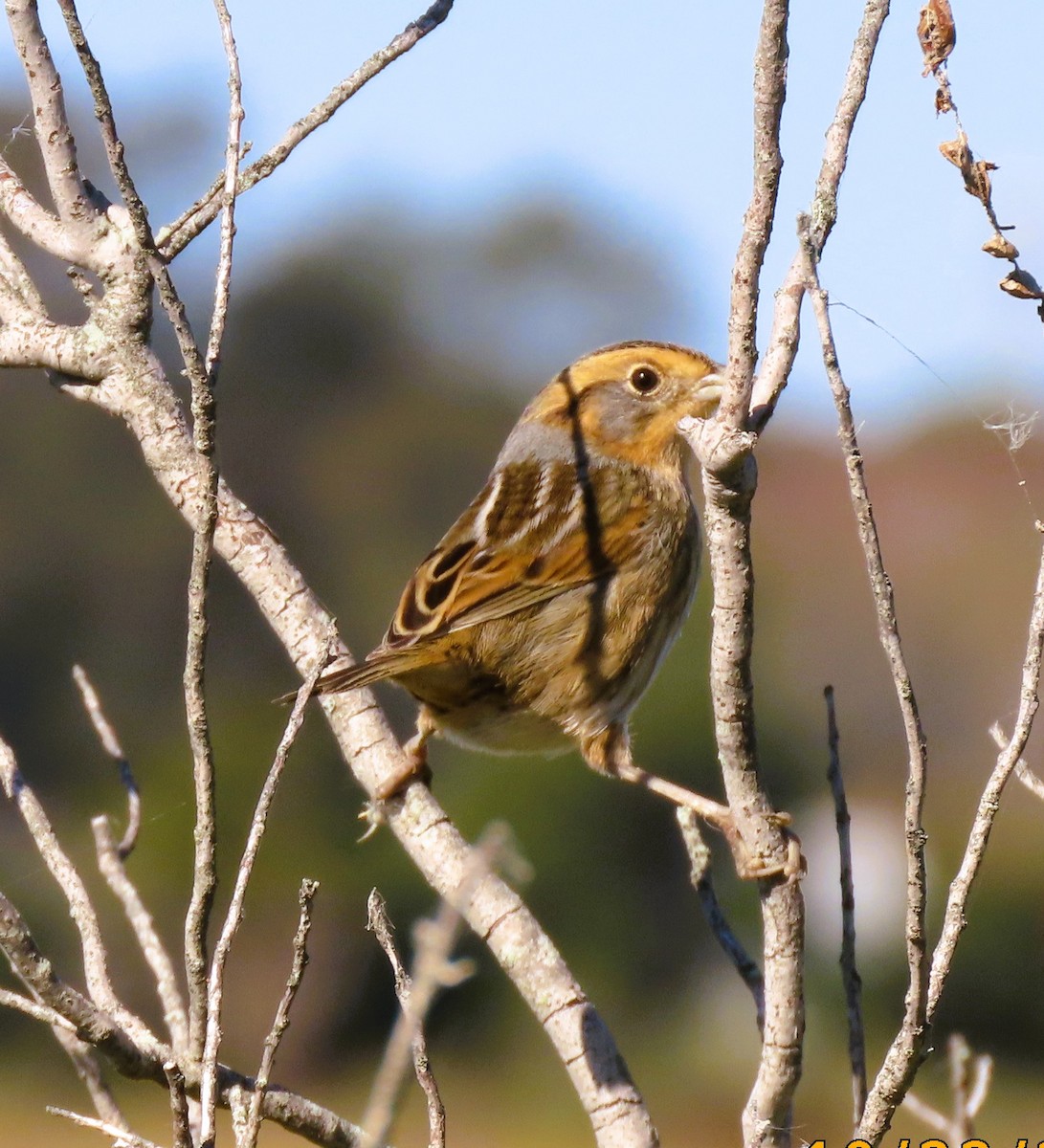 Nelson's Sparrow - ML644025912