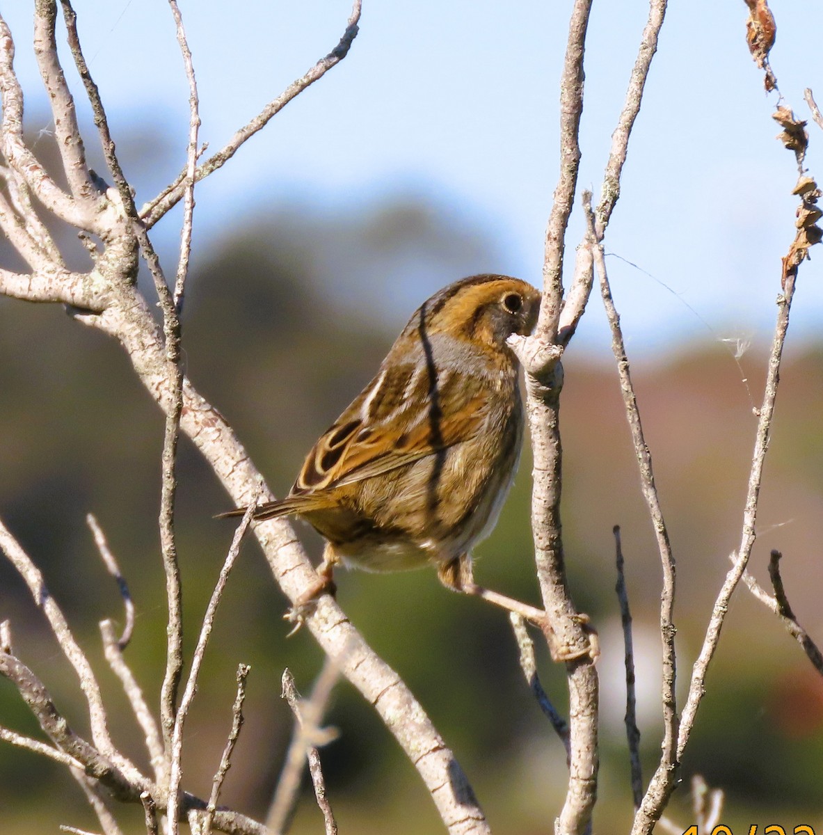 Nelson's Sparrow - ML644025914