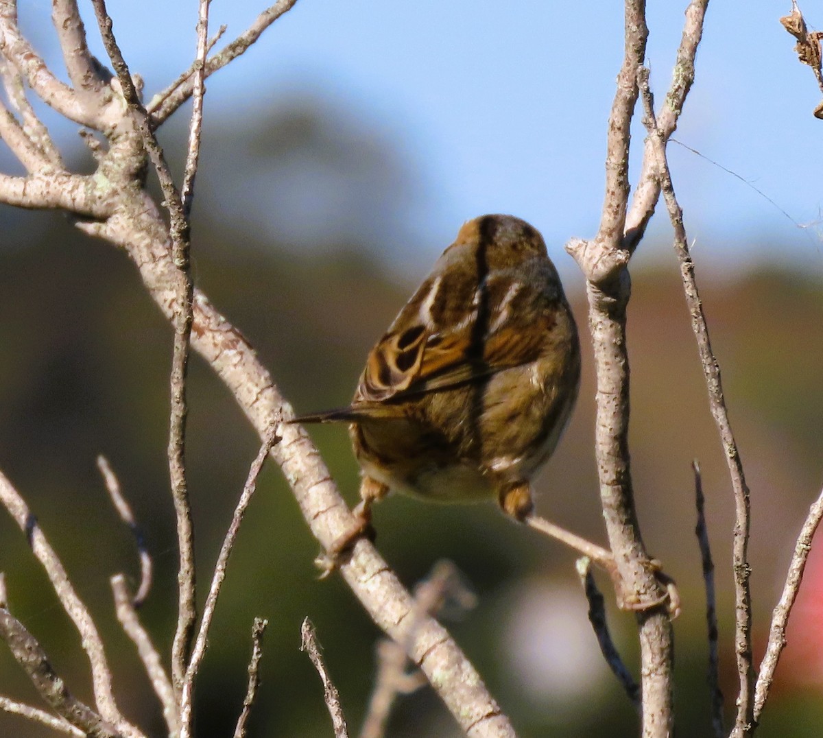 Nelson's Sparrow - ML644025917