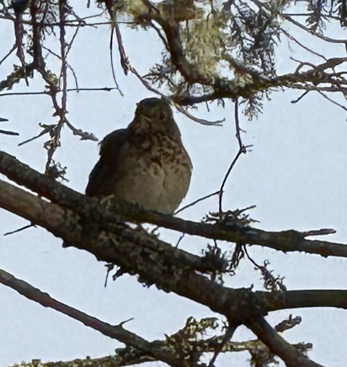 Hermit Thrush - ML644025923