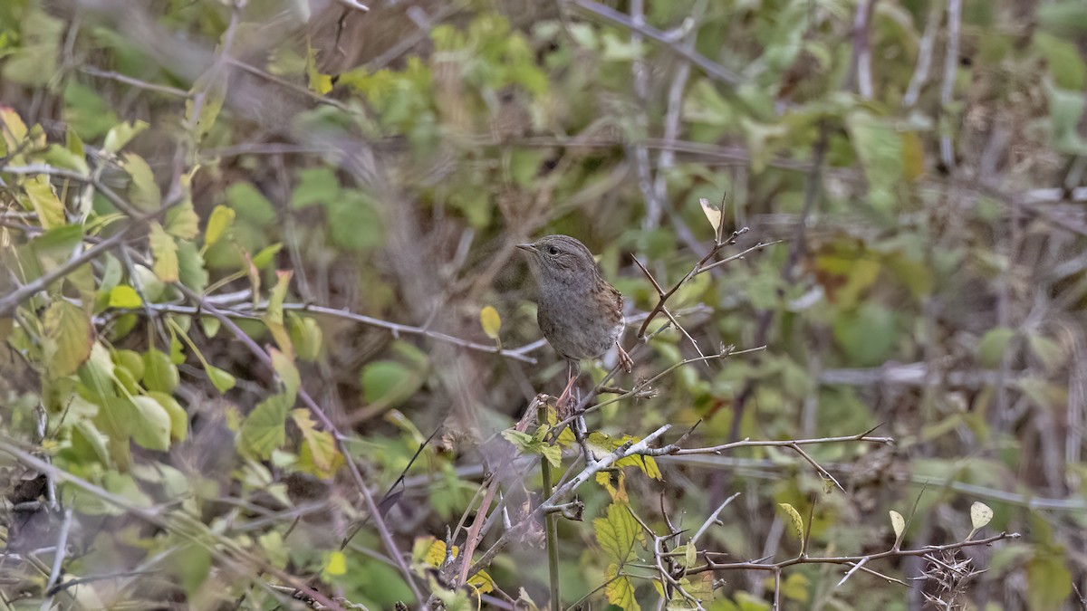 Dunnock - ML644025928