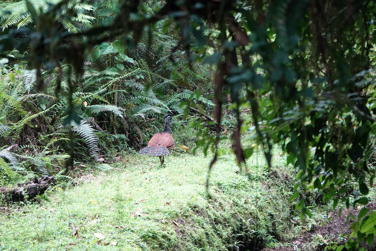 Кракс великий - ML644025931