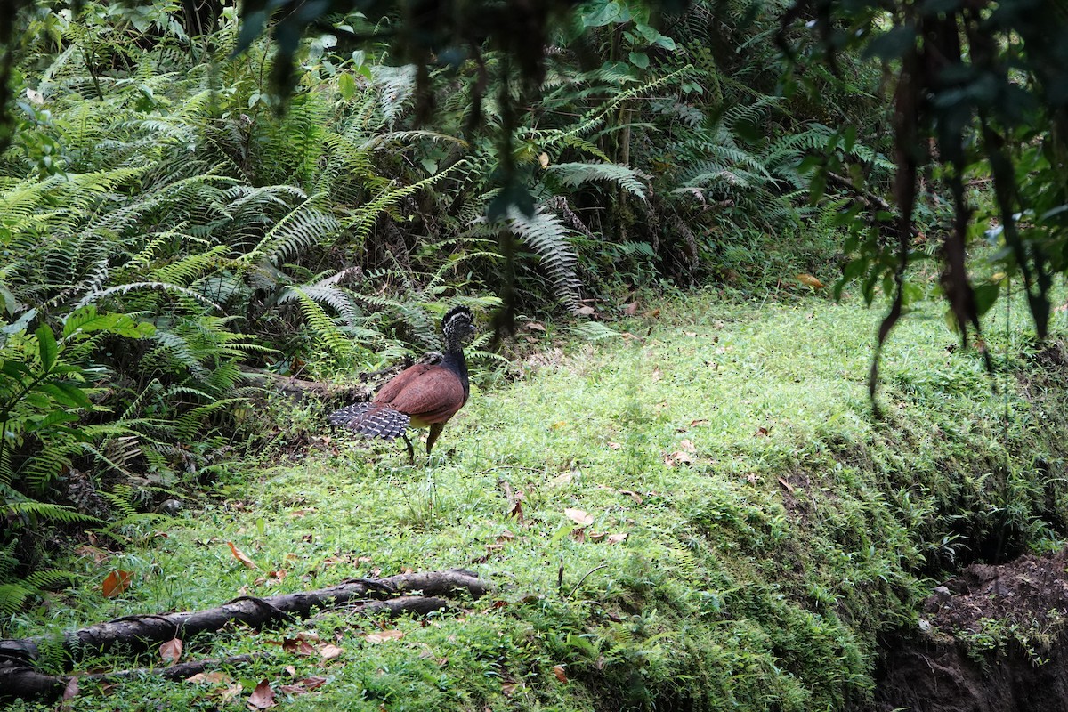 Кракс великий - ML644025932