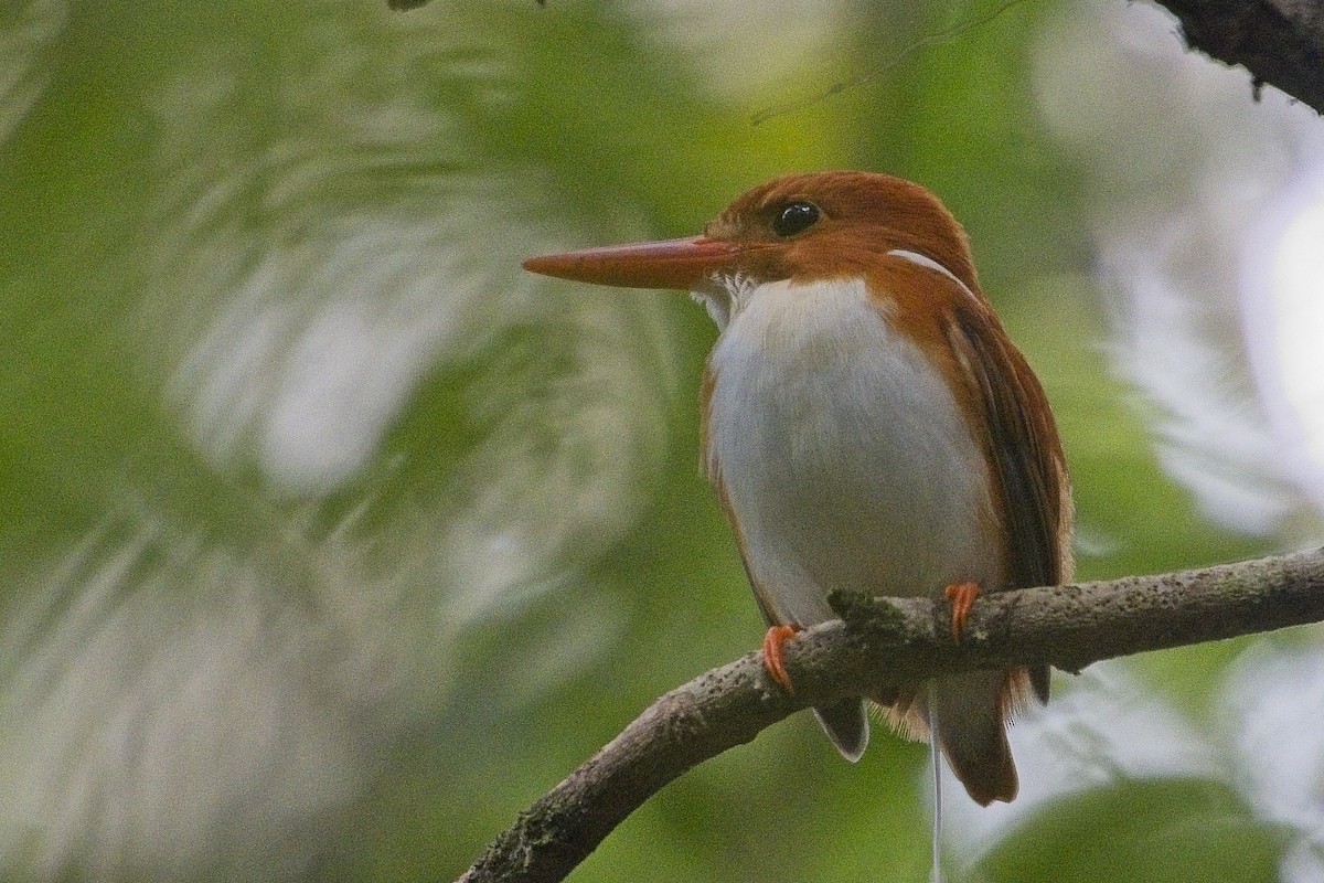 Martin-pêcheur malgache - ML644025934