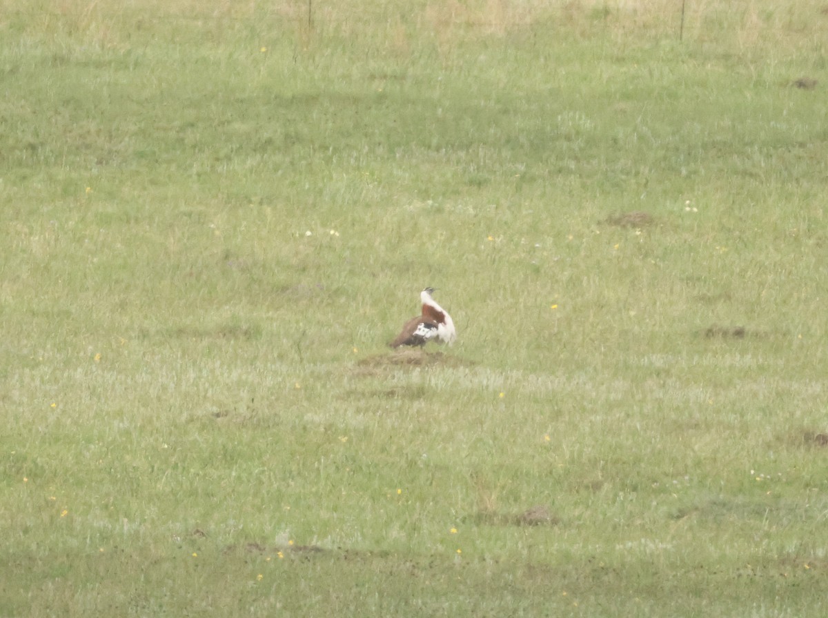 Denham's Bustard - ML644026004
